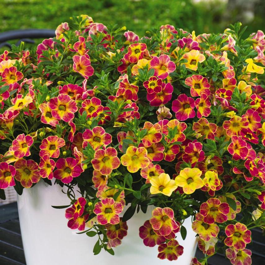 Превью изображения