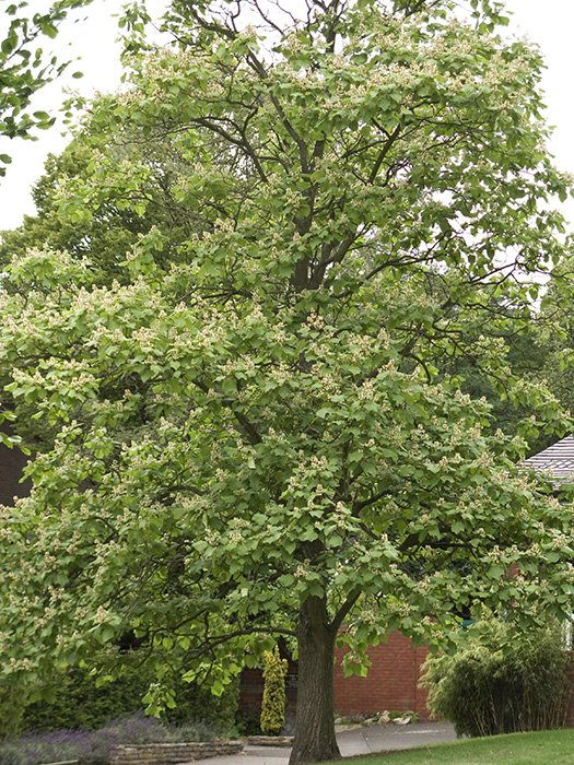 Превью изображения