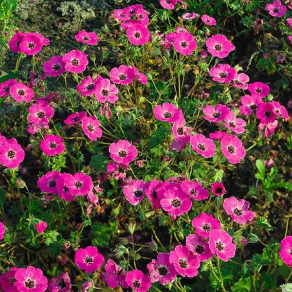 Превью изображения