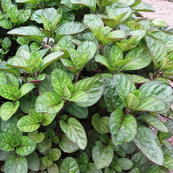 Превью изображения