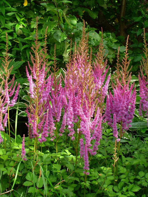 Превью изображения