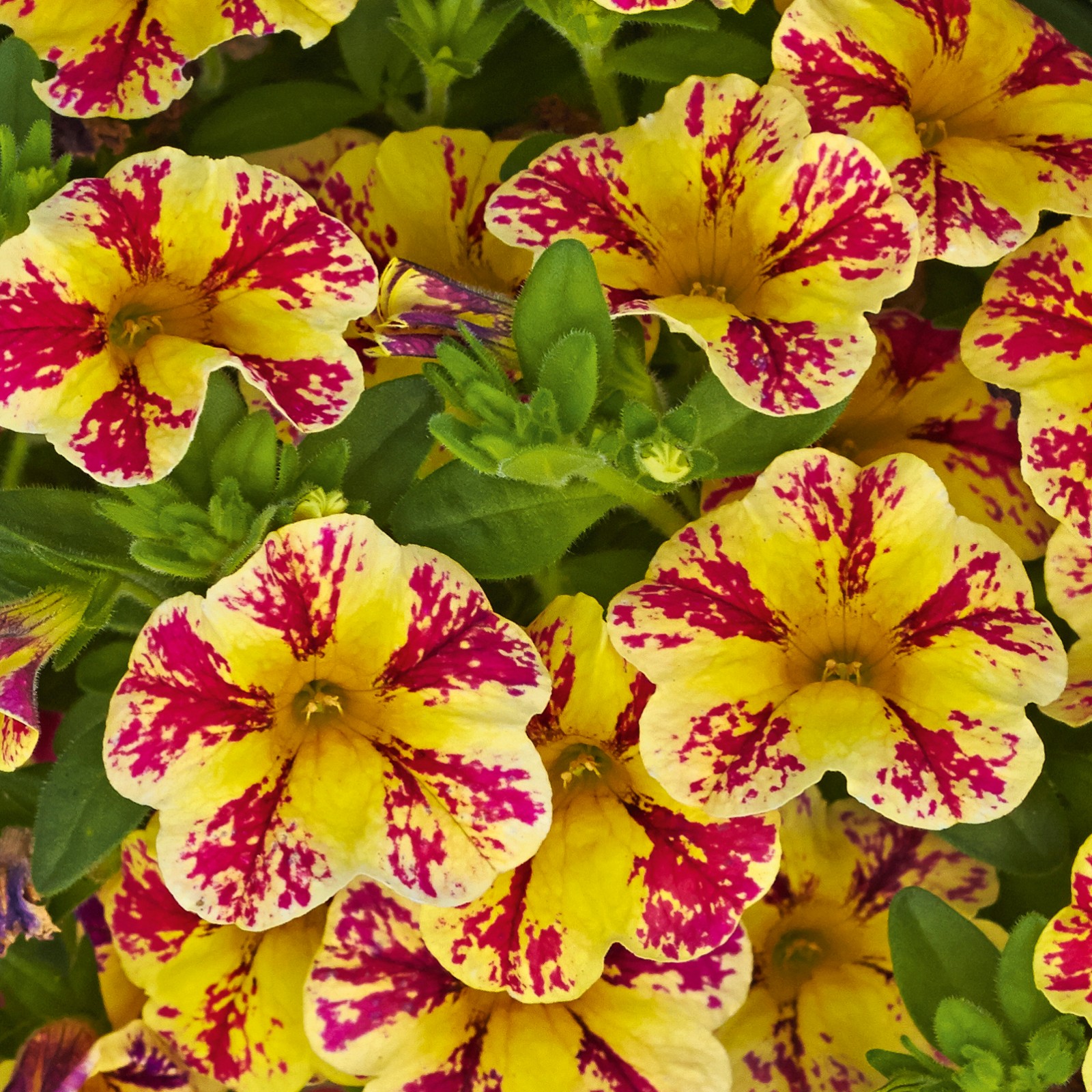 Превью изображения