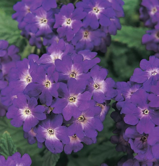 Превью изображения