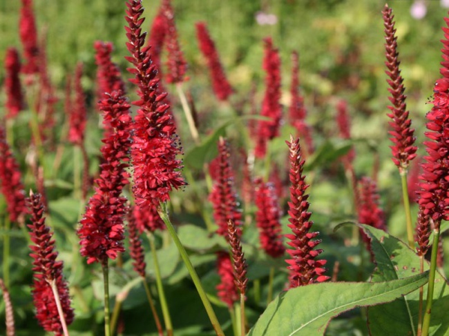 Превью изображения