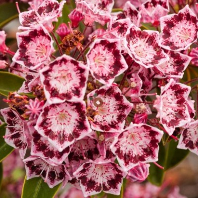 Превью изображения