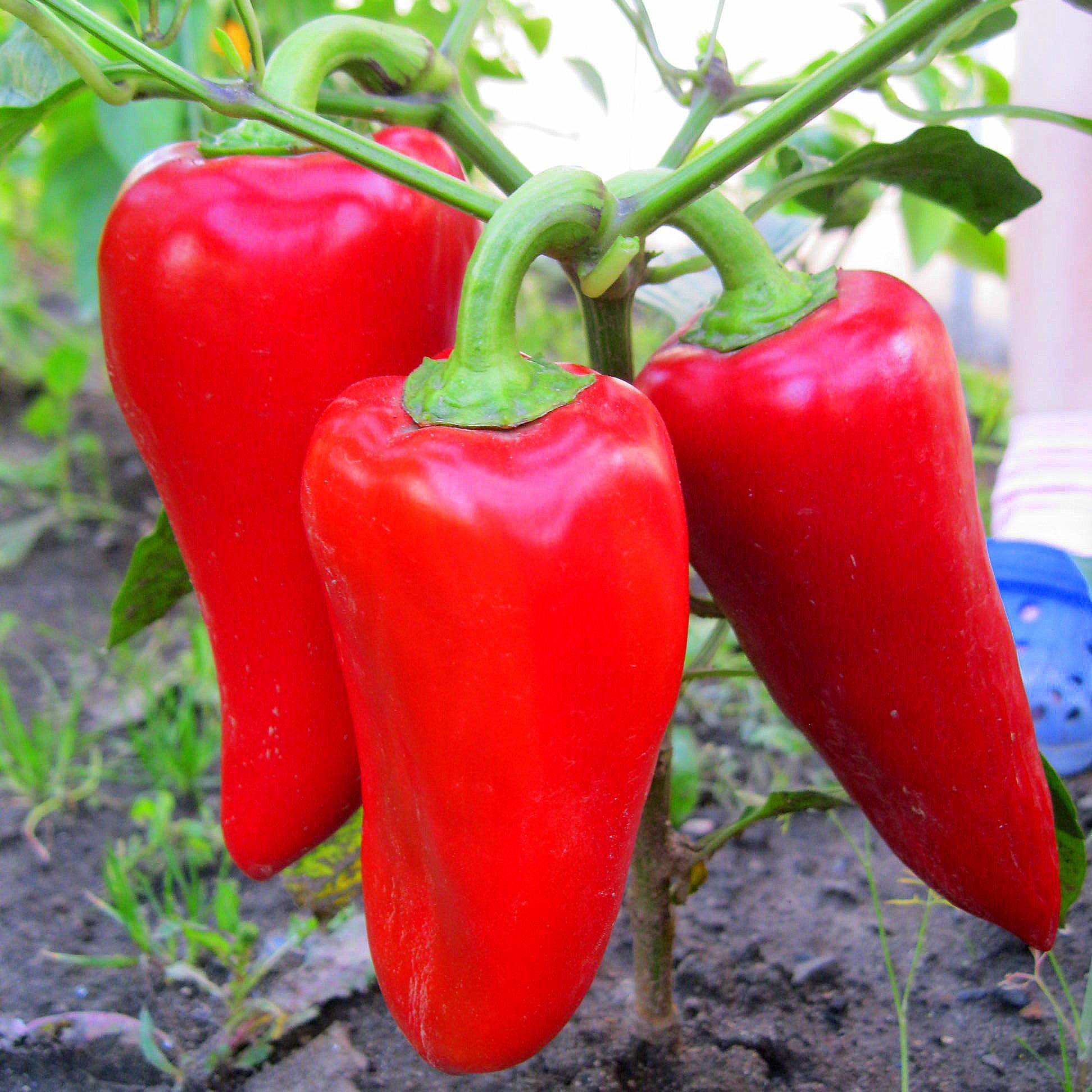 Превью изображения