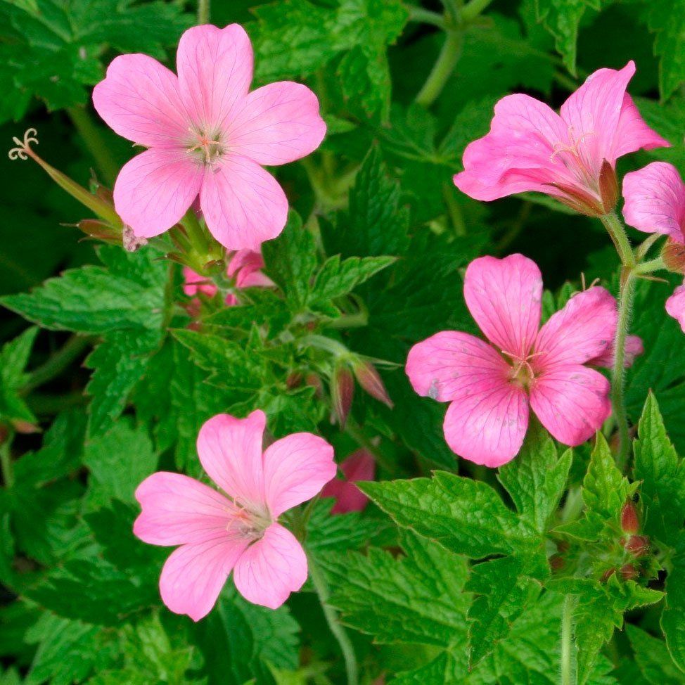 Превью изображения