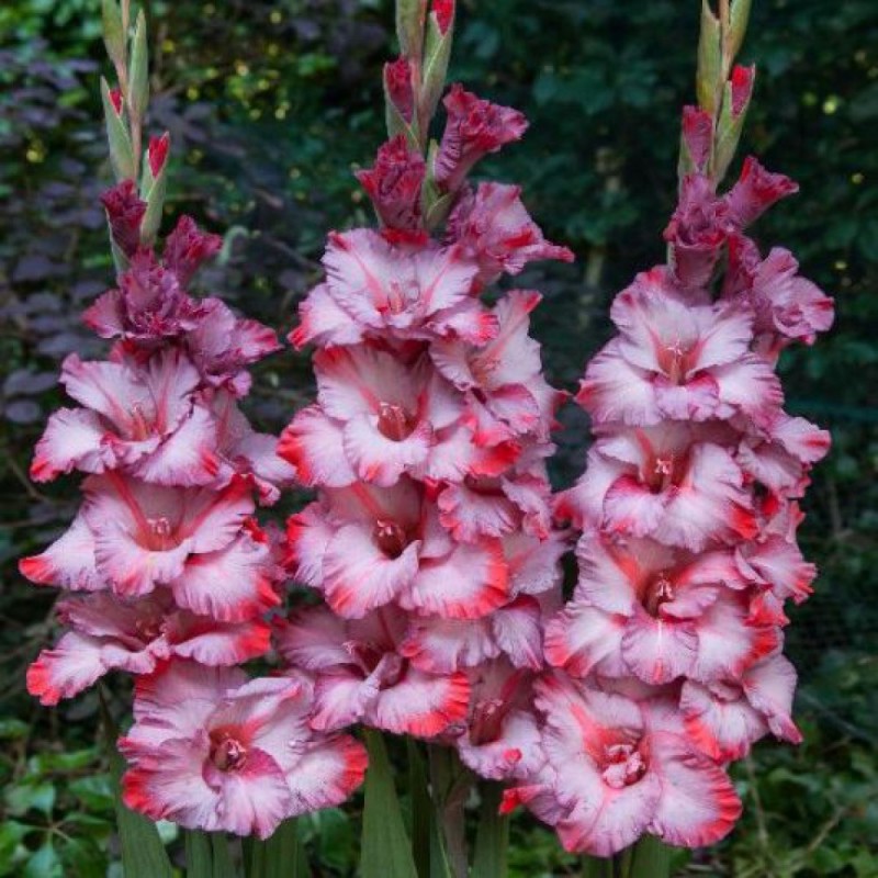 Превью изображения