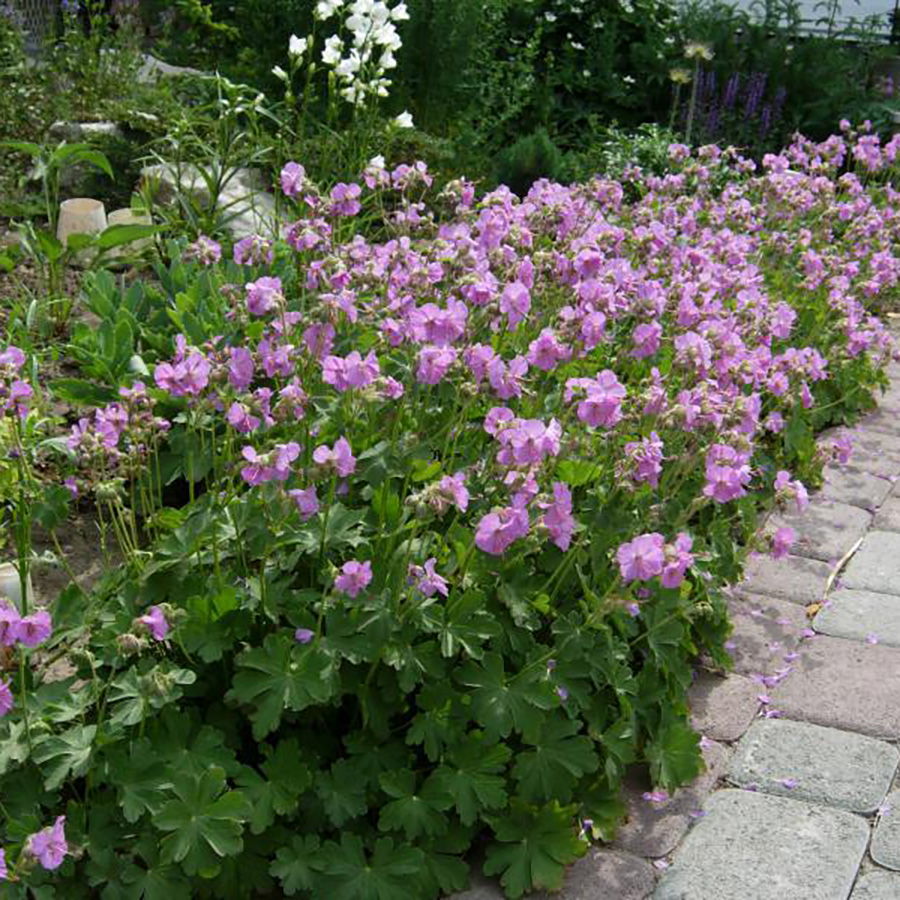 Превью изображения