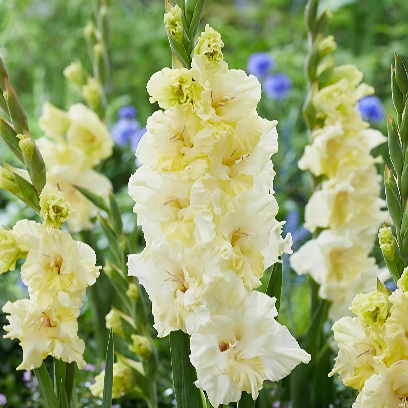 Превью изображения