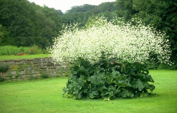 Превью изображения