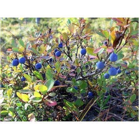 Превью изображения