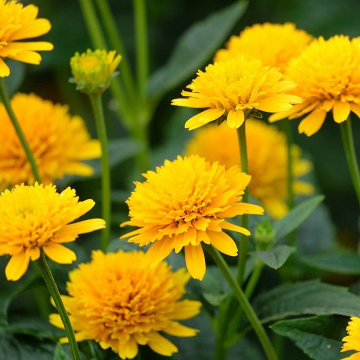 Превью изображения