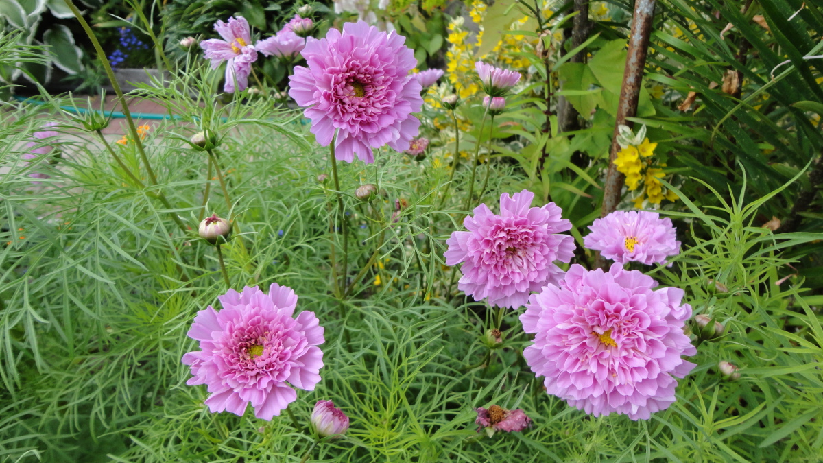 Превью изображения