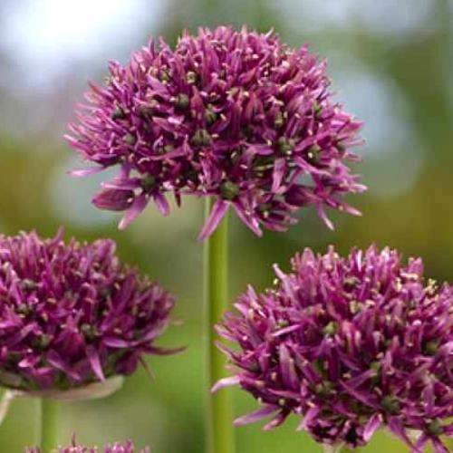 Превью изображения