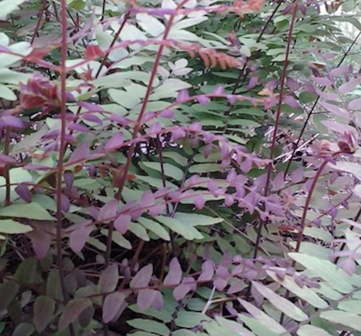 Превью изображения