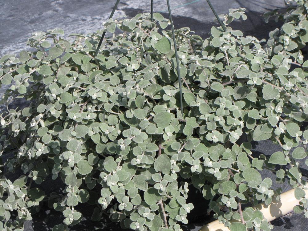 Превью изображения