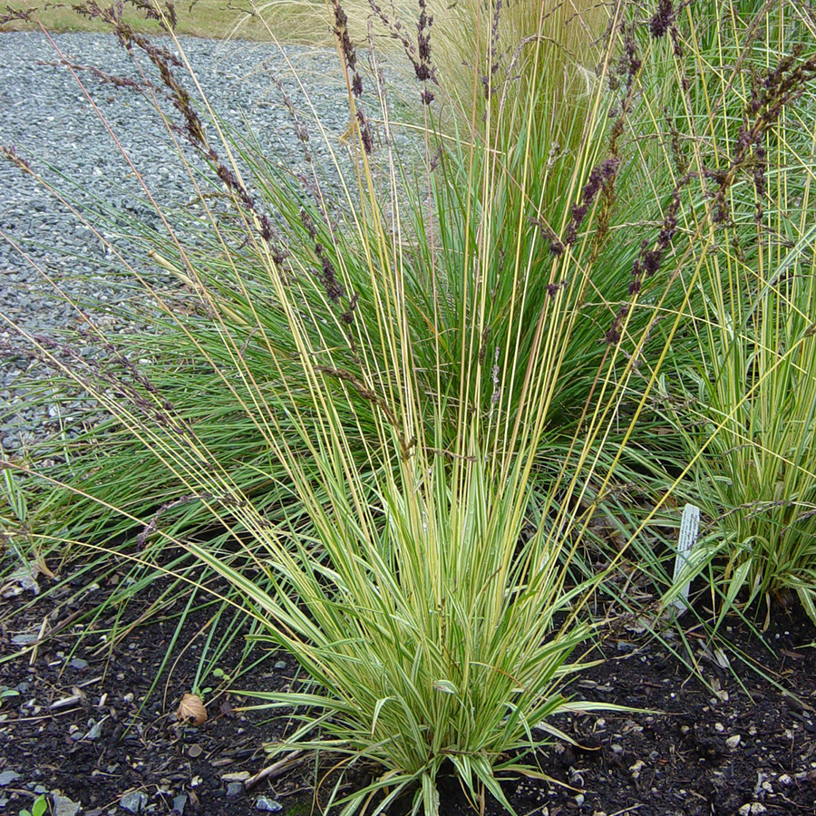 Превью изображения