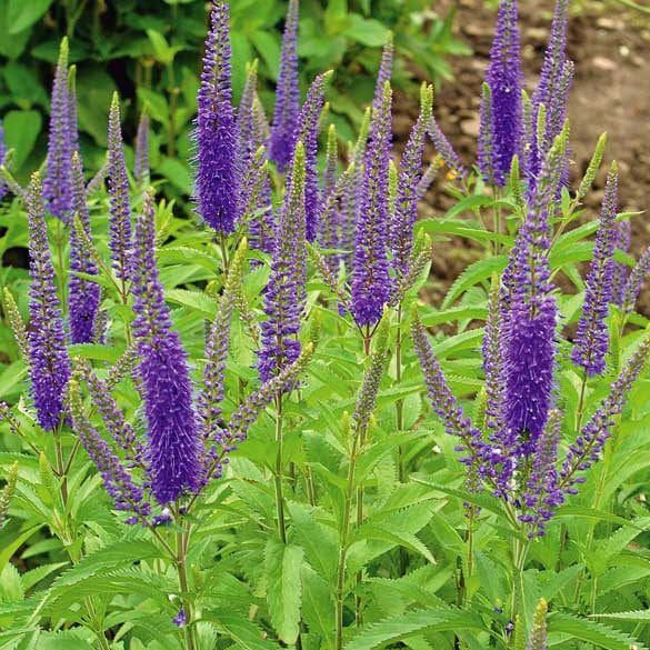 Превью изображения