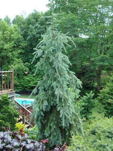 Превью изображения