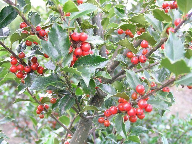 Превью изображения