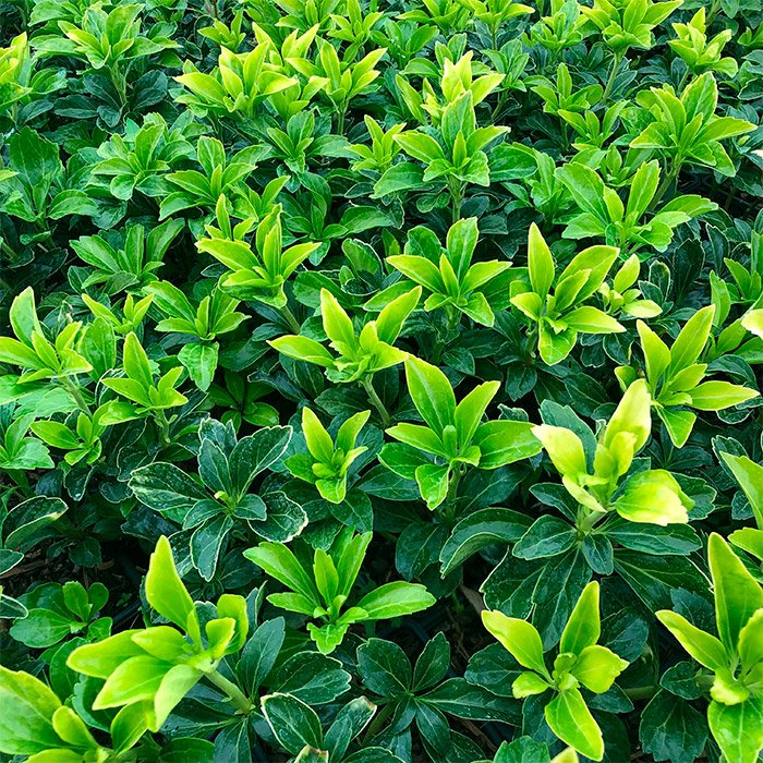 Превью изображения