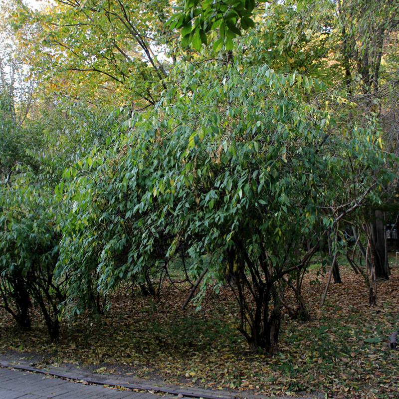 Превью изображения