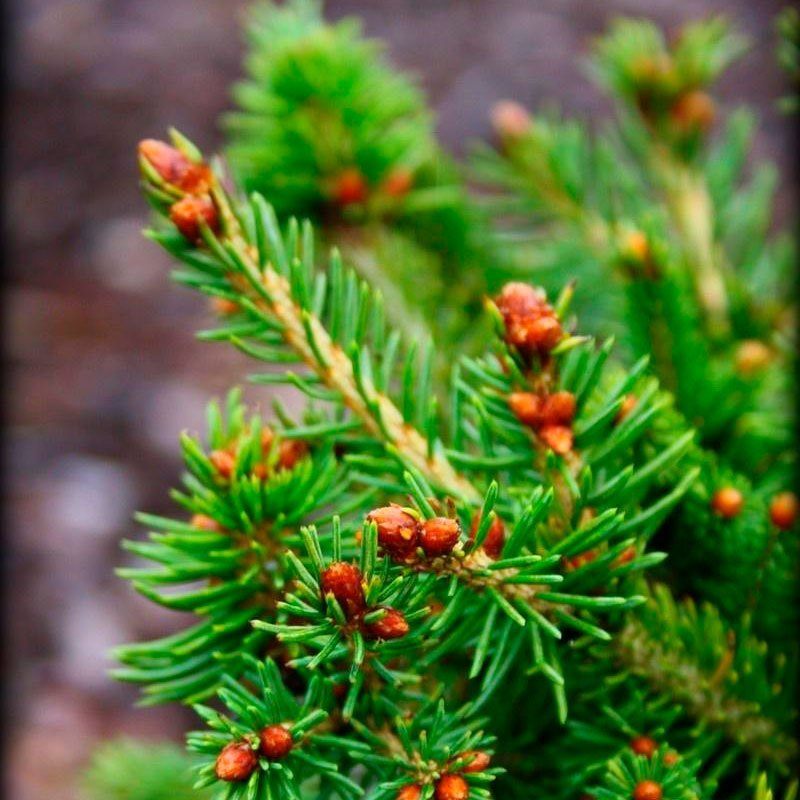 Превью изображения