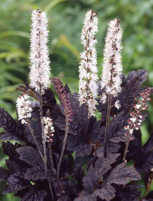 Превью изображения