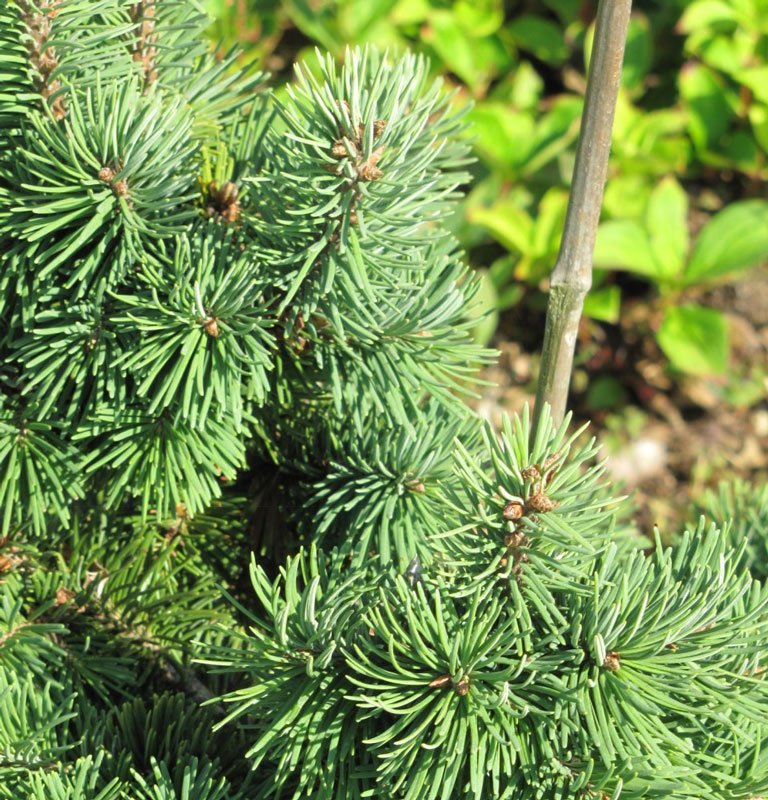 Превью изображения