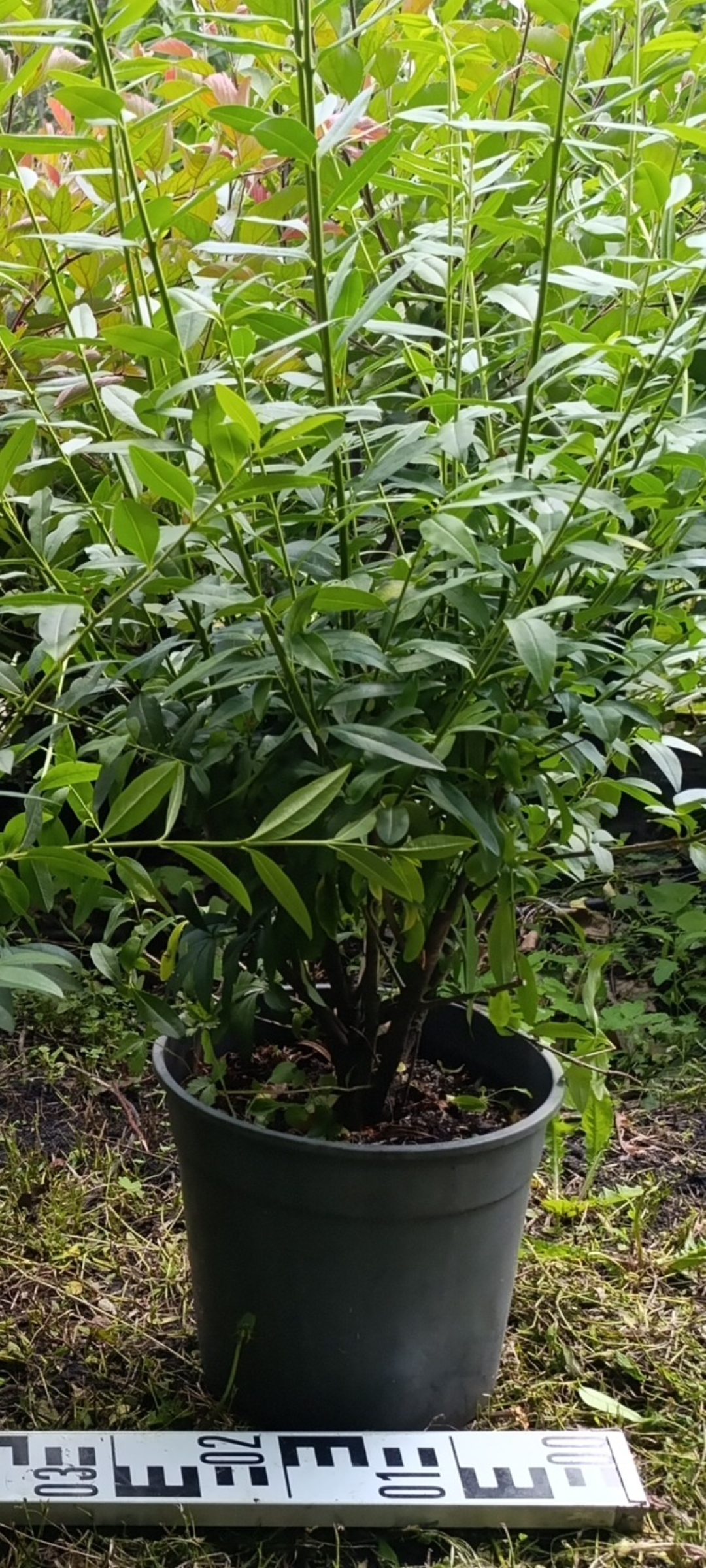 Превью изображения