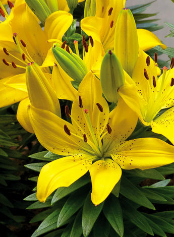 Превью изображения