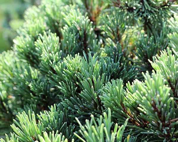 Превью изображения