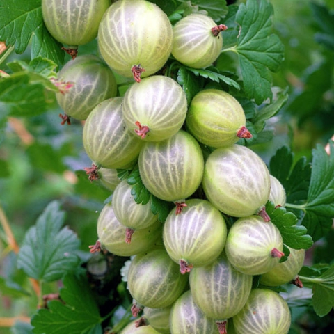 Превью изображения