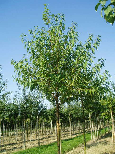 Превью изображения