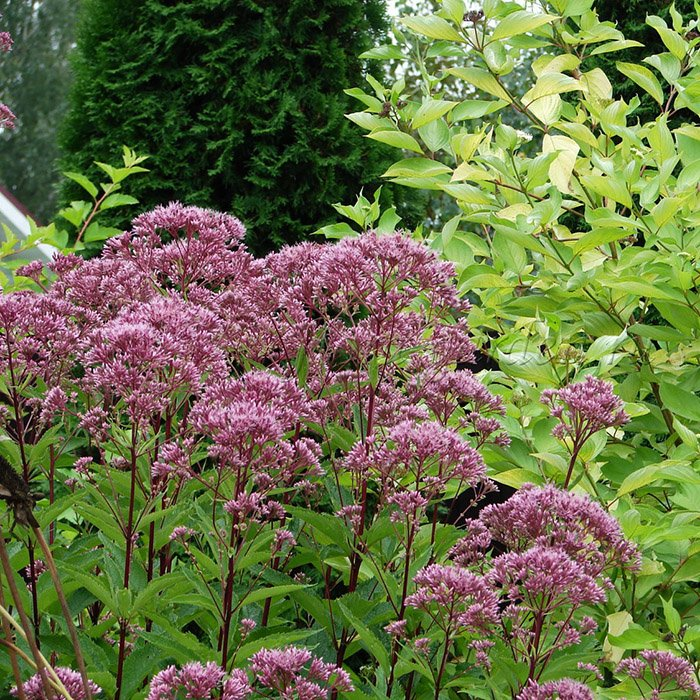 Превью изображения