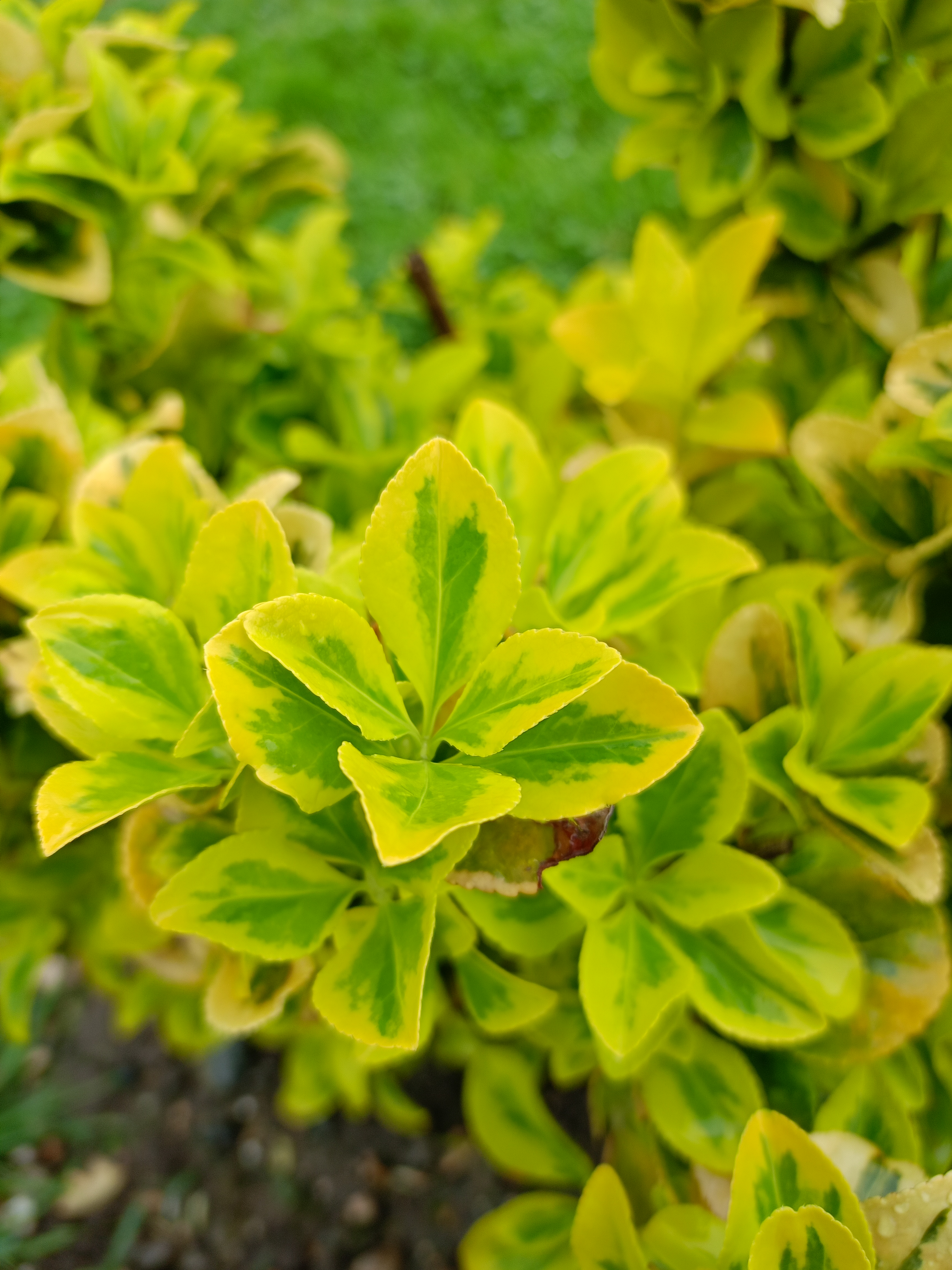 Превью изображения