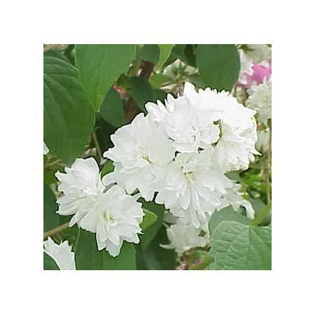 Превью изображения