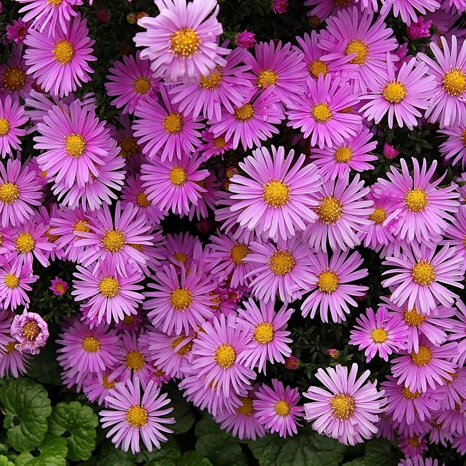 Превью изображения