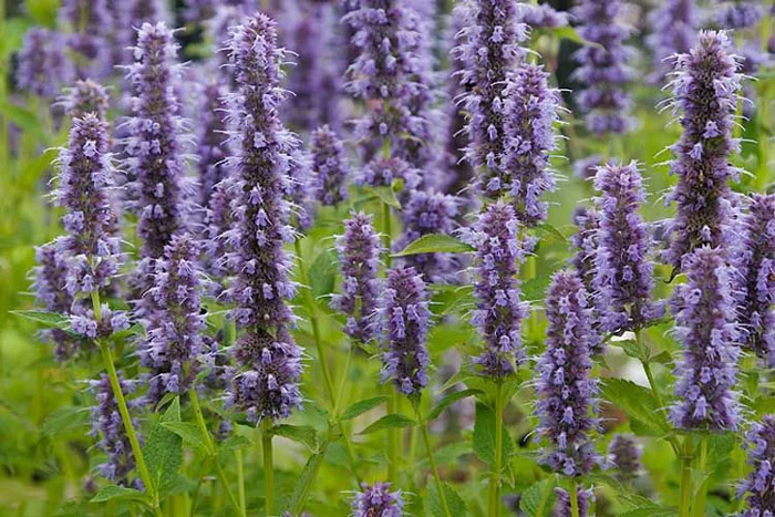 Превью изображения