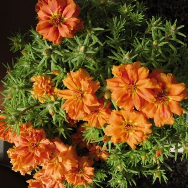 Превью изображения