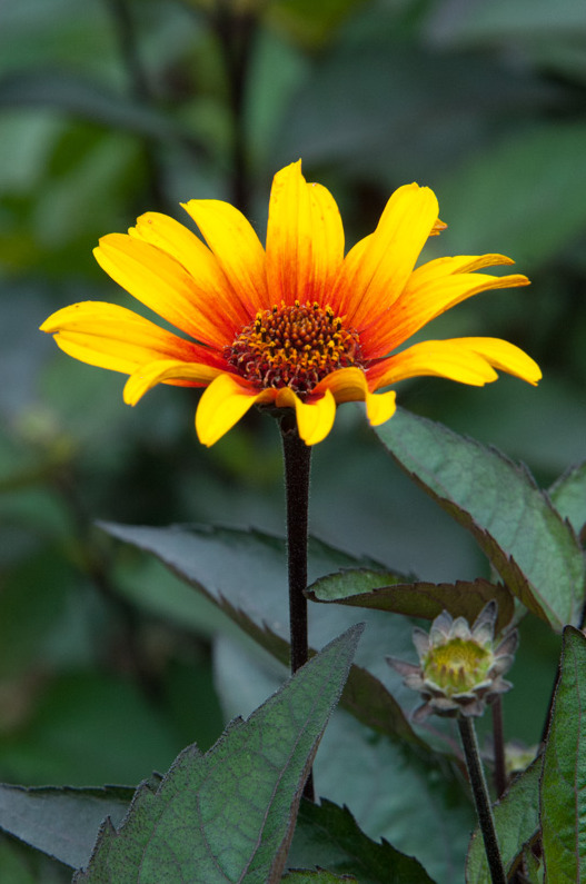 Превью изображения