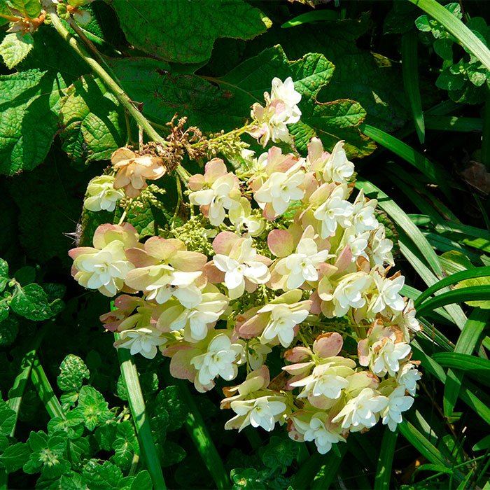 Превью изображения