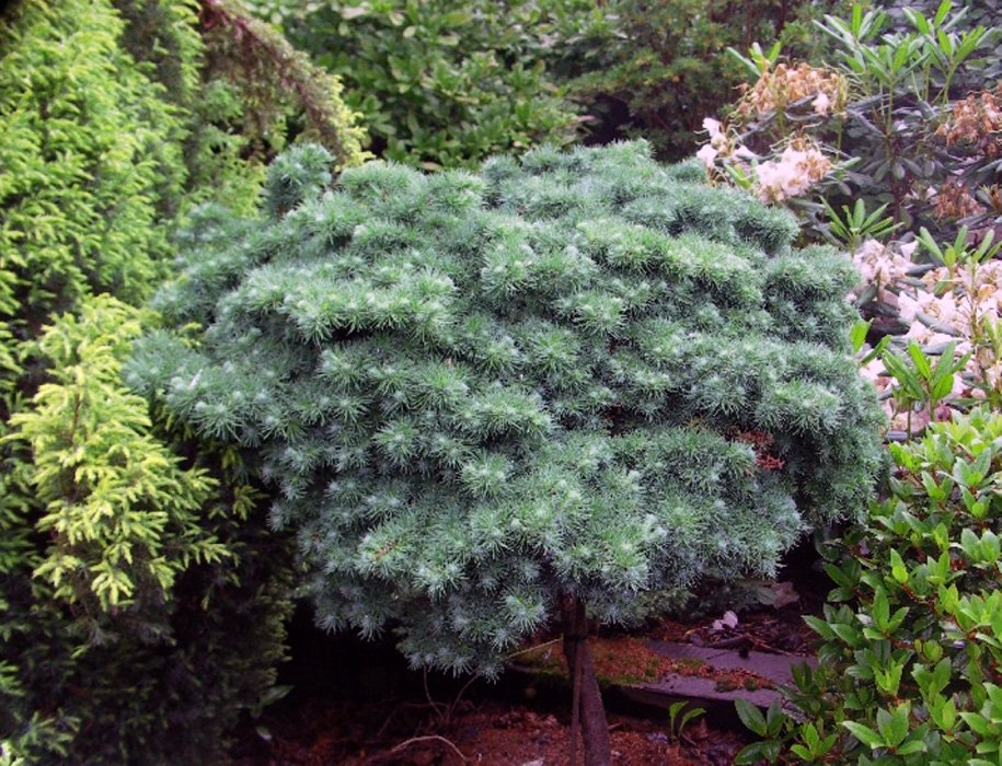 Превью изображения