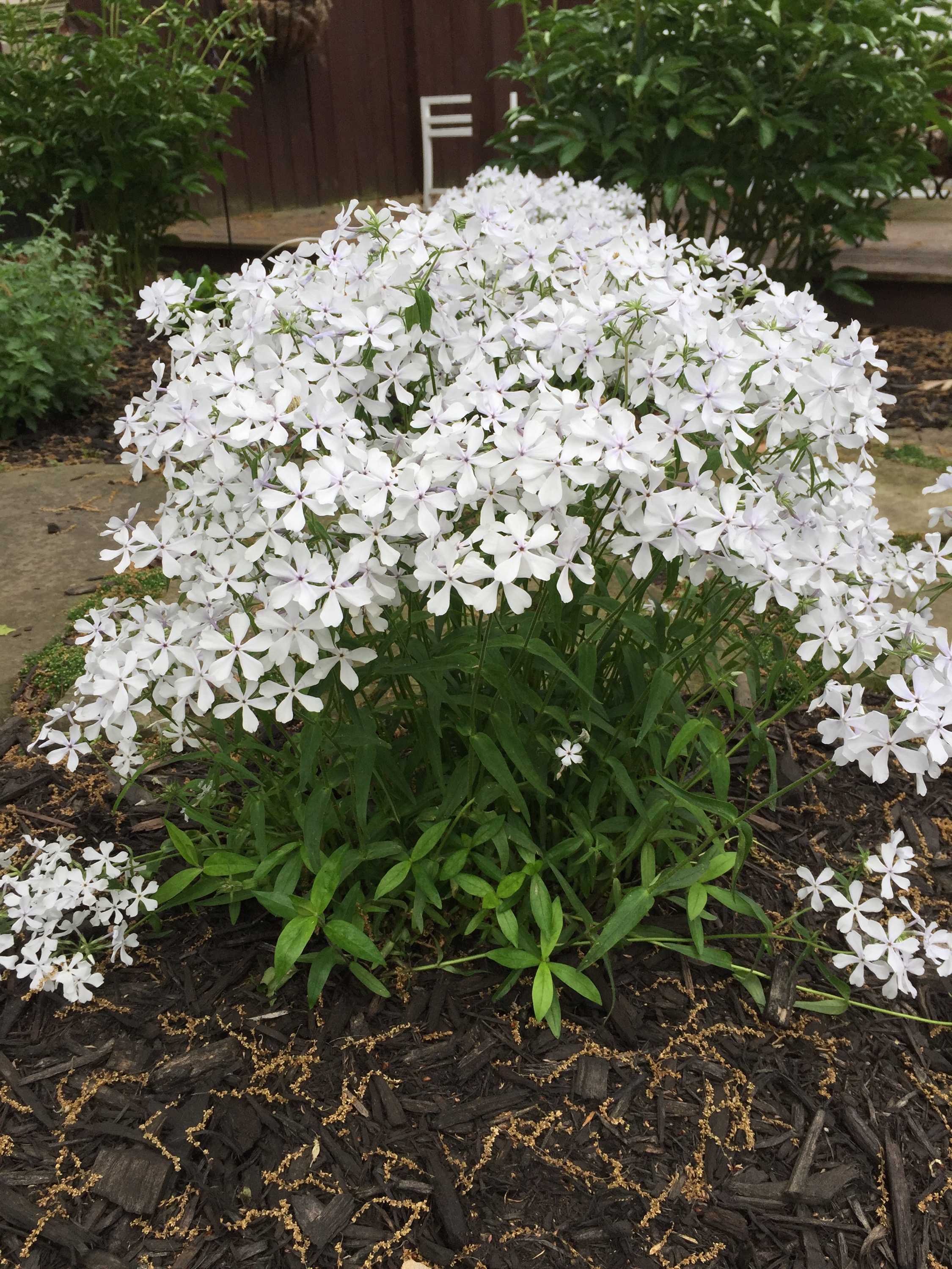 Превью изображения