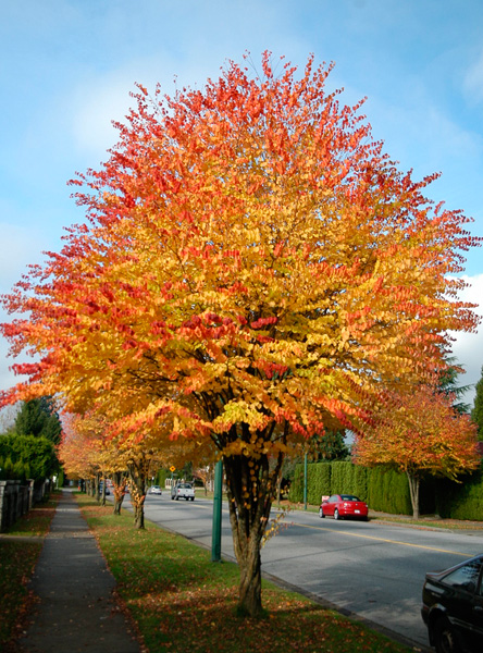 Превью изображения
