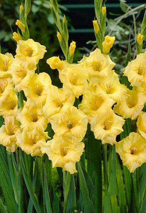 Превью изображения