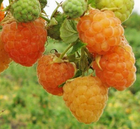 Превью изображения