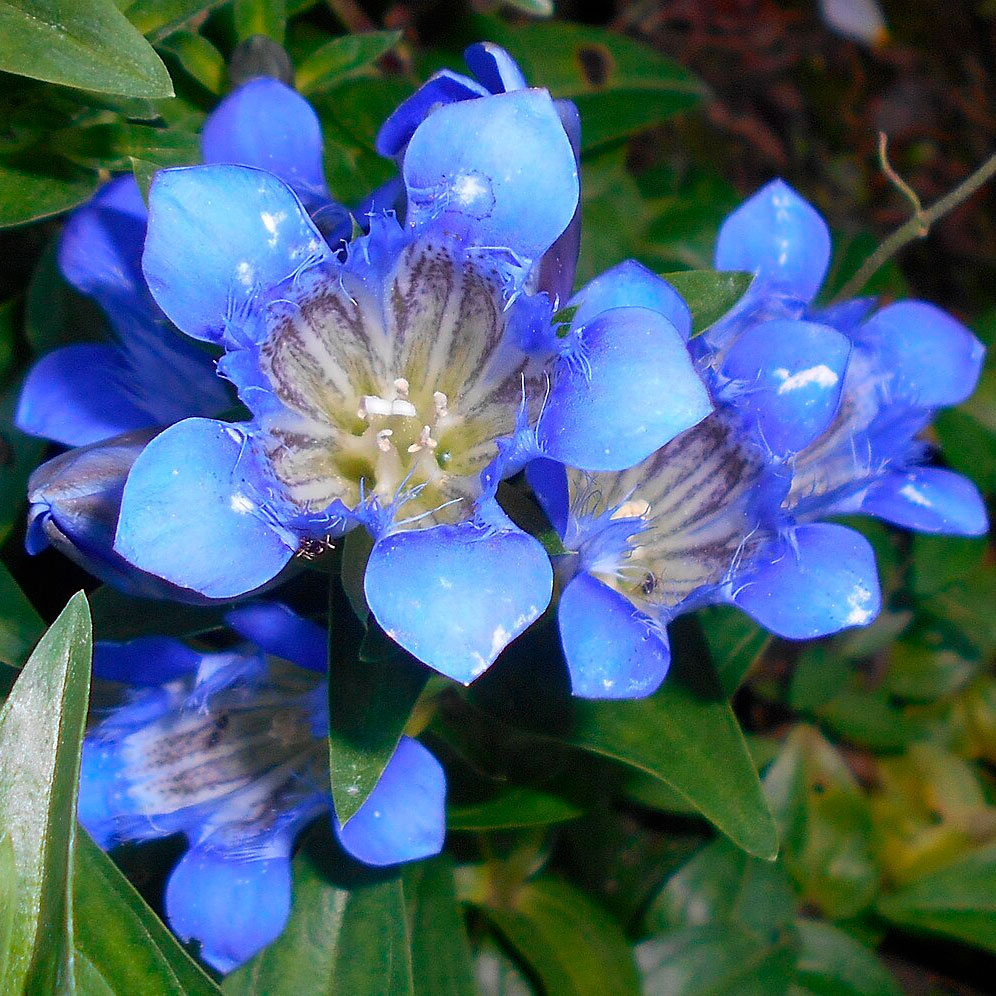 Превью изображения