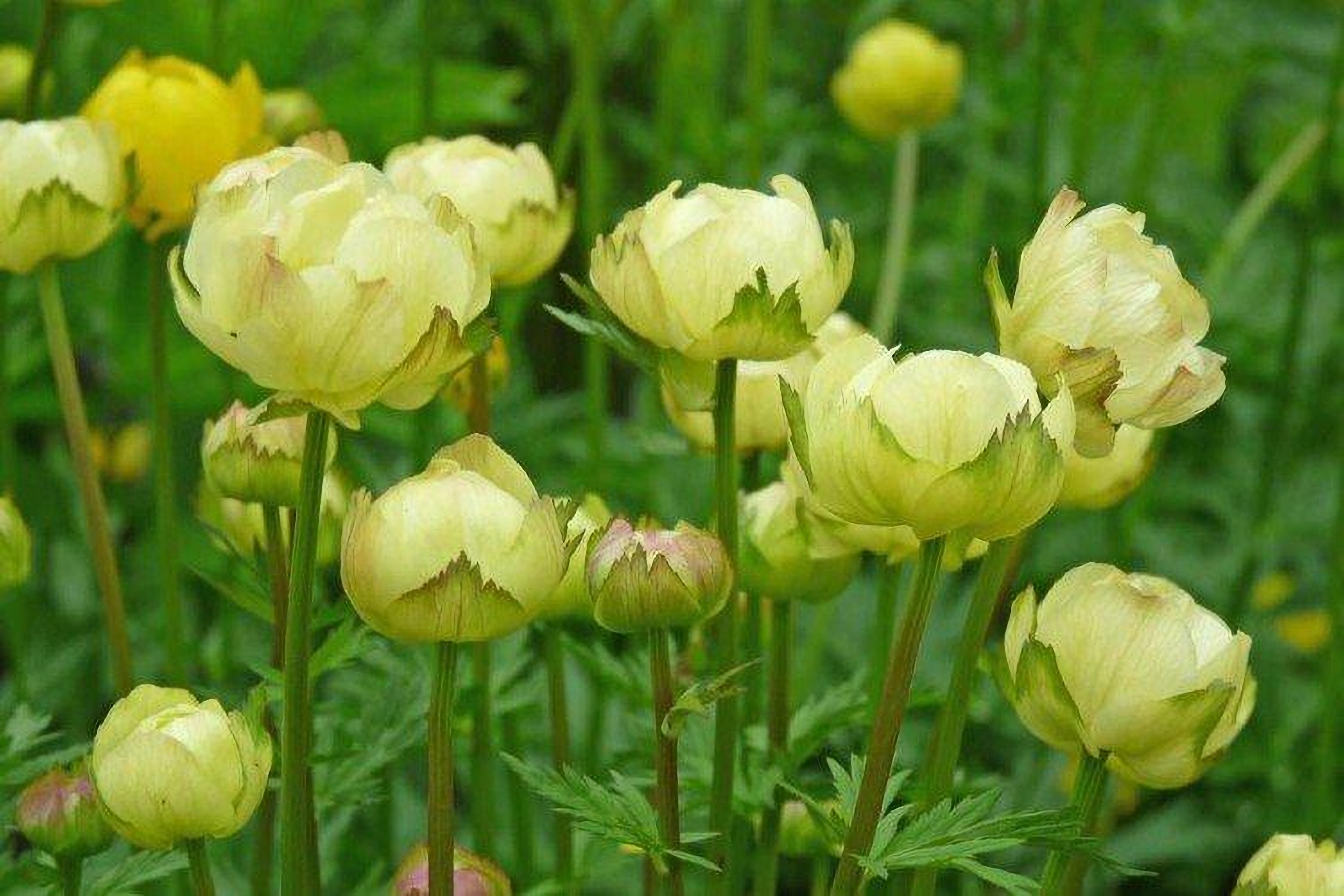 Превью изображения